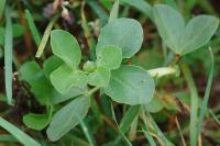 Vicia faba