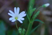 Rabelera holostea