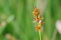 Carex spicata