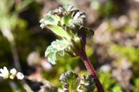 Lamium amplexicaule