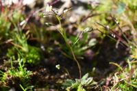 Draba verna