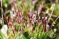 Mibora minima