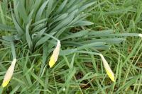 Narcissus pseudonarcissus