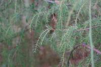 Juniperus communis