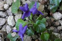 Viola odorata