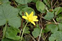 Ficaria verna