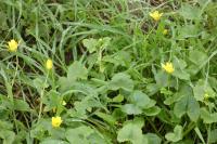 Ficaria verna