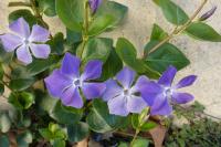 Vinca major