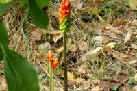 Arum