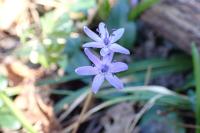 Scilla bifolia