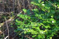 Prunus laurocerasus
