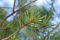 Pinus sylvestris