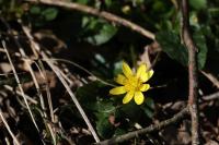 Ficaria verna