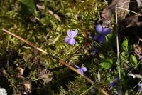 Viola odorata