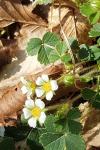 Potentilla sterilis