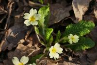 Primula vulgaris