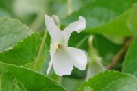 Viola