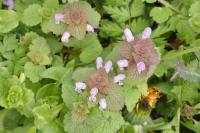Lamium purpureum