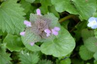 Lamium purpureum