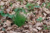 Allium schoenoprasum
