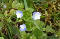Veronica persica