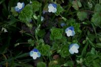 Veronica persica