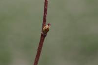 Corylus avellana