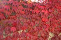 Parthenocissus tricuspidata