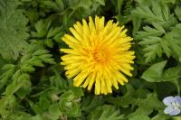 Taraxacum officinale