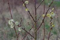 Salix caprea