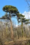 Pinus pinaster