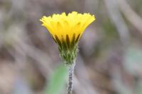 Crepis sancta