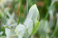 Lathyrus aphaca
