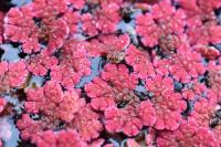 Azolla filiculoides