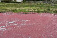 Azolla filiculoides