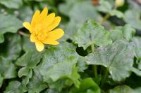 Ficaria verna