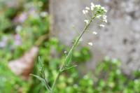 Capsella bursa-pastoris