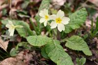 Primula vulgaris
