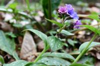 Pulmonaria affinis
