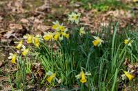 Narcissus pseudonarcissus