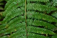 Polystichum setiferum