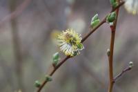 Salix caprea