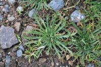 Plantago coronopus