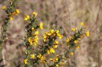 Ulex europaeus