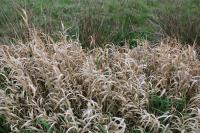 Phalaris arundinacea