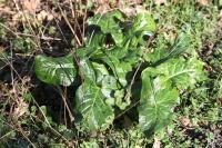 Arum maculatum