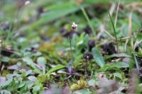 Arabidopsis thaliana