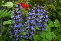 Ajuga reptans