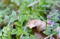 Vicia sepium