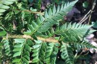 Polystichum aculeatum